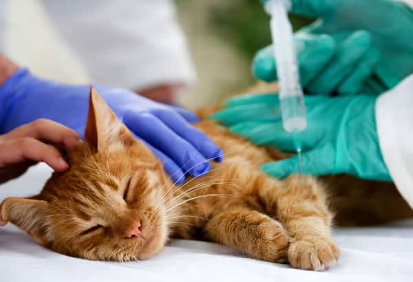 貓狗胰臟炎懶人包｜4大症狀＋治療方法，飼主一定要懂！