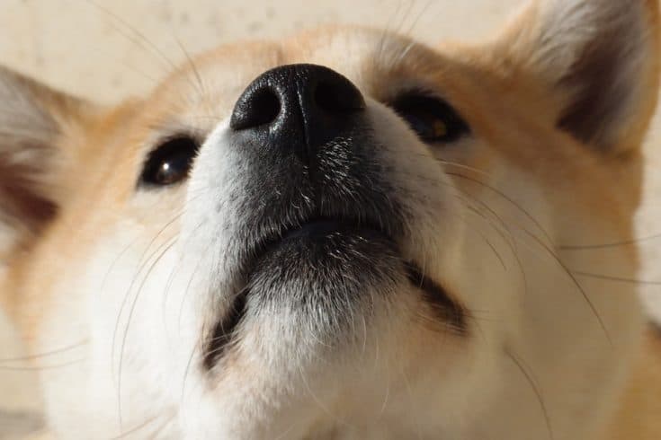 療癒系的柴犬 個性獨立有主見