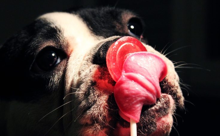 法國鬥牛犬身材豐滿  嘴邊肉超搶戲！