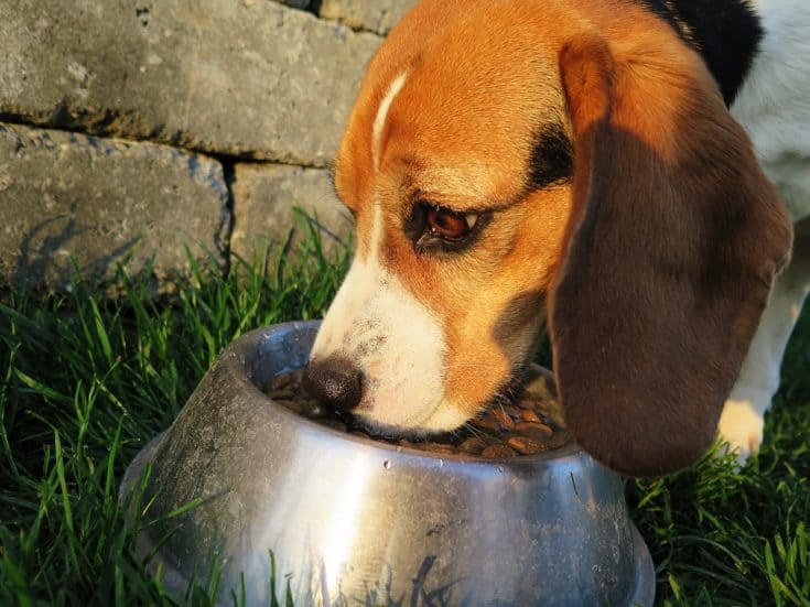 與愛犬分享這十種抗氧化食物  一起變健康