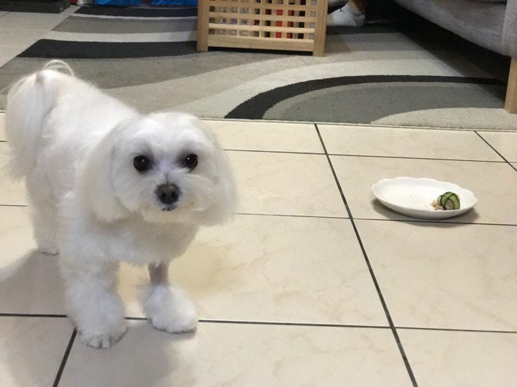 【寵物迷x汪事如意】狗狗年菜豪華11品～真人真狗試吃真心話！