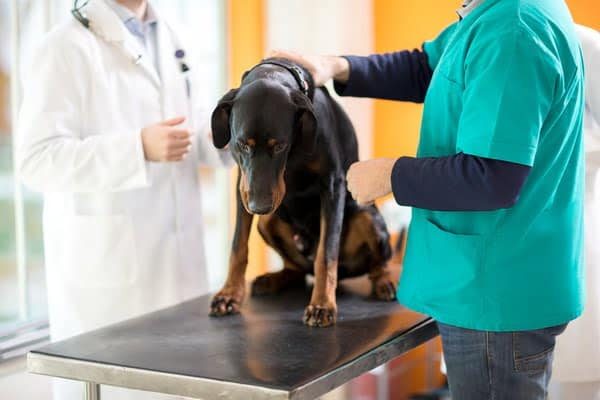 46093044 - male veterinarian examining great dane on cancer in vet clinic