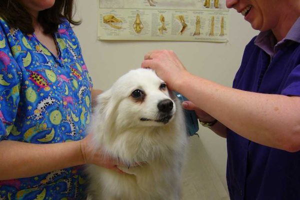 8 secrets to stress free vet visits-1
