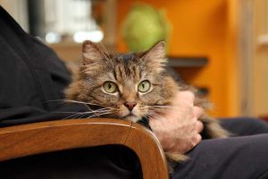 Allergies to cats-1