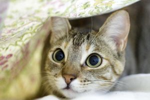 Cats Raise Their Butts in the Air-1