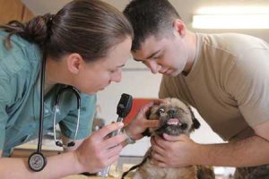 Glaucoma-in-Dogs-4