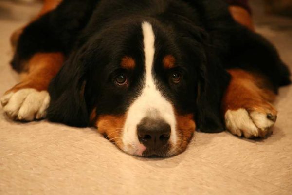 How Fast Is Your Dog Aging-1