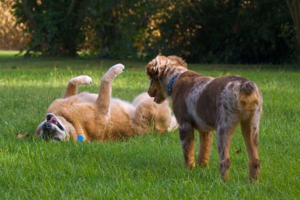 Protect Your Dog From Dog Park Bullies-1