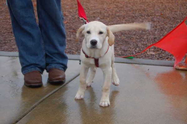Read Your Dog's Brain Just by Watching Her Tail-1