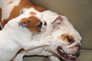 What To Do When Your Puppy Acts Out-1