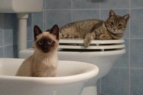 Why Adopt a Second Cat-1