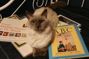 Why Your Cat Always Sits on the Paper -1