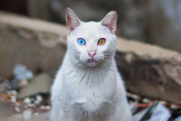 Your Cat Has Super-Vision-1