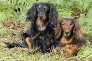 dachshunds-941797_960_720