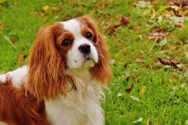 dog-1611026_960_720