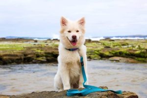 dog-1951209_960_720