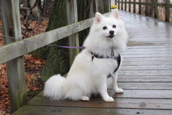 dog-2100992_960_720