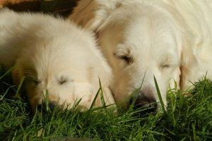 dog-2243684_960_720