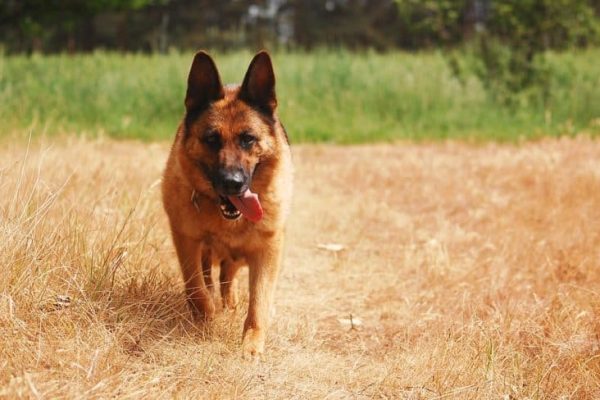 dog-2386822_960_720