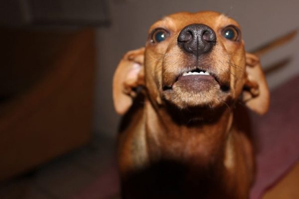 dog-588431_1280