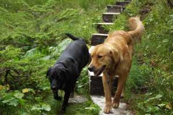 flea-tick-5