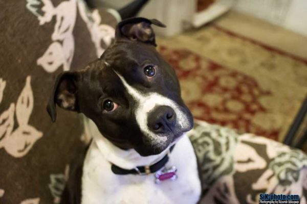heartworm preventions-1