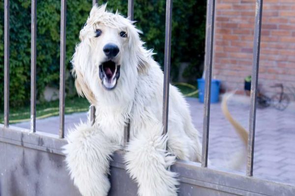 introduce your dog to the visitors-1