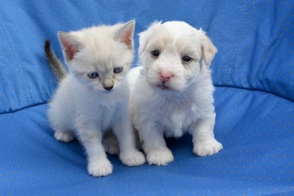 puppy-2726896_1280