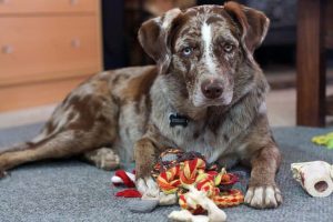 retriever-2230676_960_720
