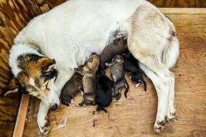 sled-dog-363821_960_720