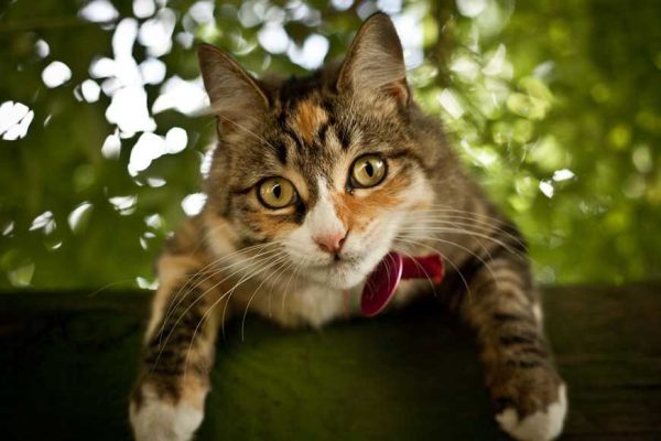 strange cat things-1