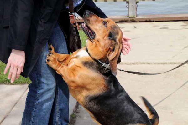 teach-dog-to-greet-politely-2