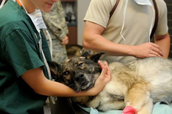 veterinary-85925_960_720