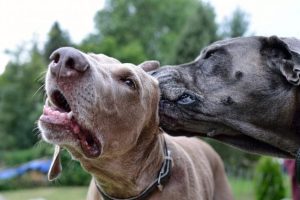 weimaraner-3550347_1280