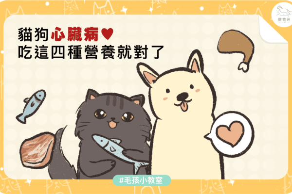 貓狗心臟病的4種營養素