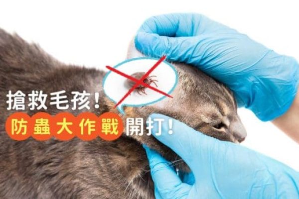搶救毛孩_防蟲大作戰開打__封面