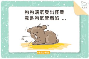 狗氣管塌陷-01-1