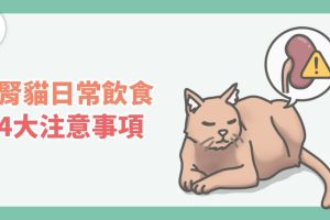 腎貓-1