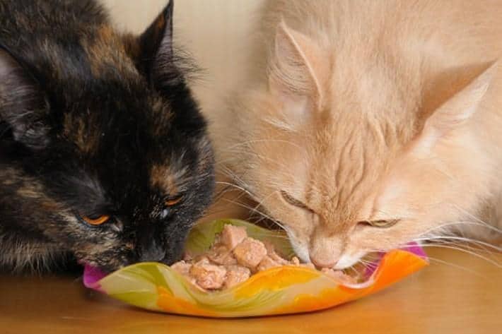 貓狗胰臟炎懶人包｜4大症狀＋治療方法，飼主一定要懂！