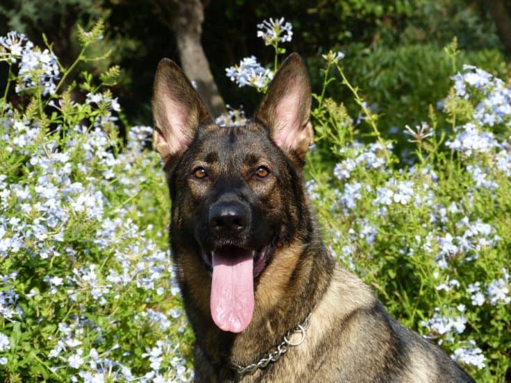 德國狼犬有正義感  愛當風紀股長