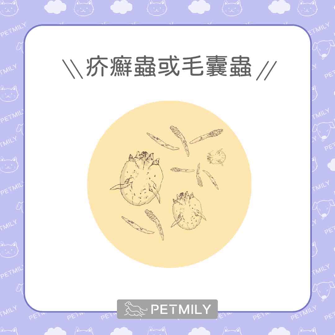 狗狗被蟲咬了怎麼辦，7種常見蟲蟲危機與對應處理！