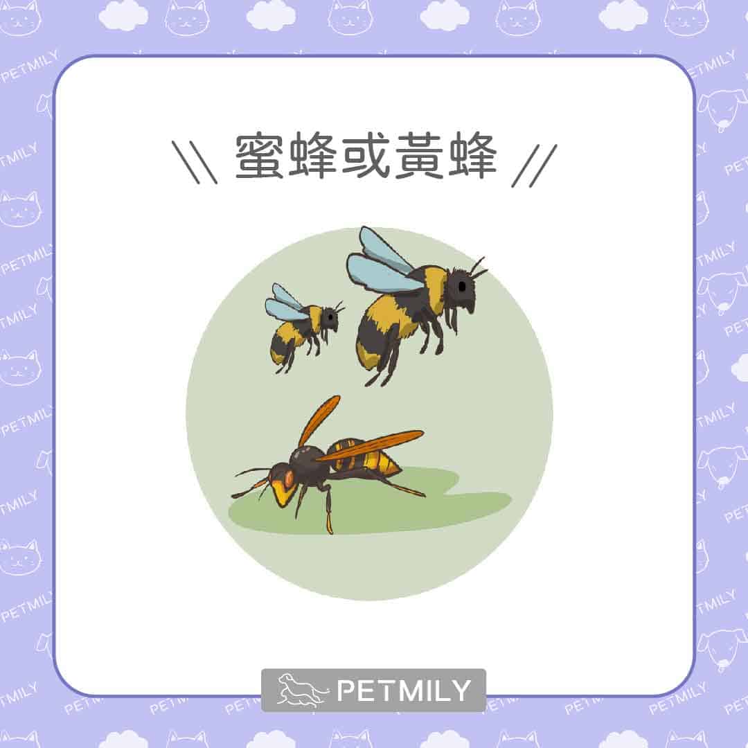 狗狗被蟲咬了怎麼辦，7種常見蟲蟲危機與對應處理！