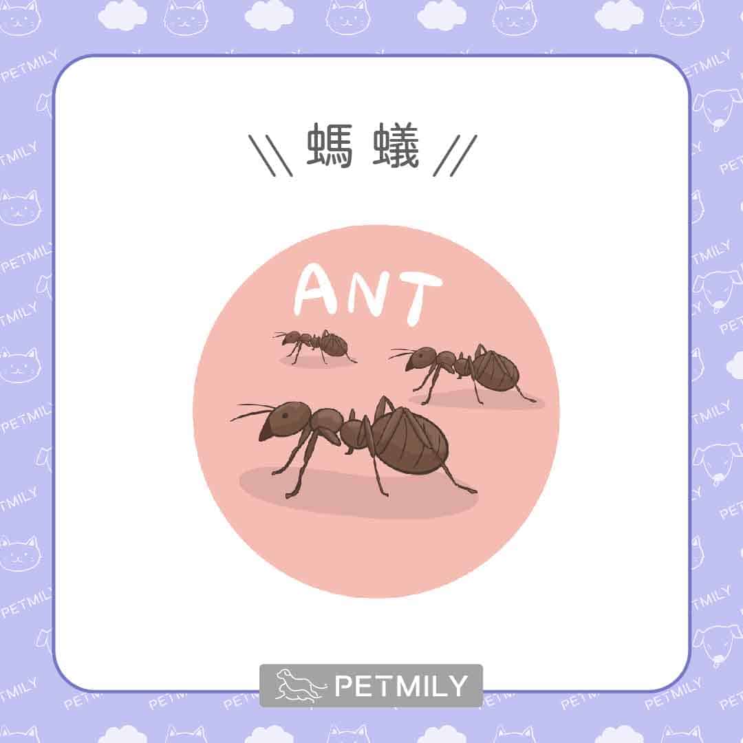 狗狗被蟲咬了怎麼辦，7種常見蟲蟲危機與對應處理！