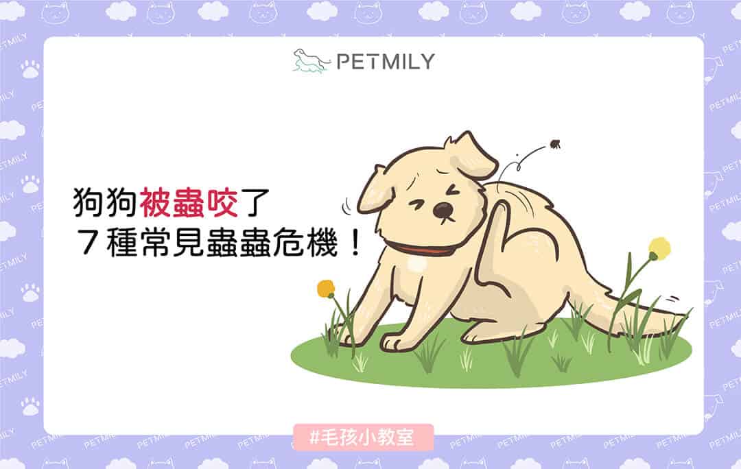 狗狗被蟲咬了怎麼辦，7種常見蟲蟲危機與對應處理！