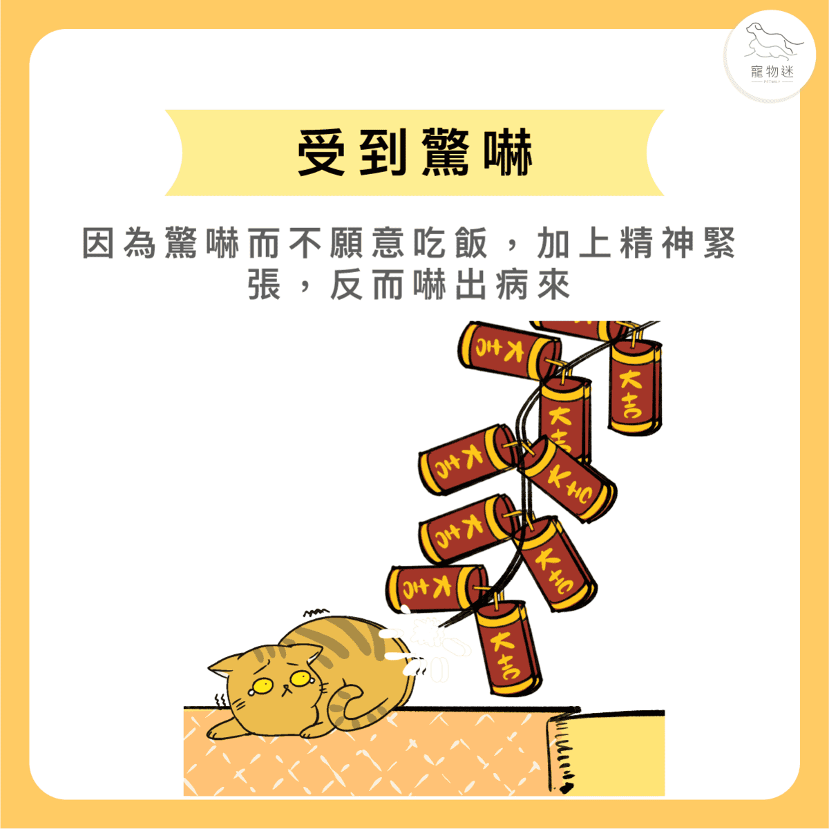 寵物過年吃太好？小心毛小孩得胃腸炎