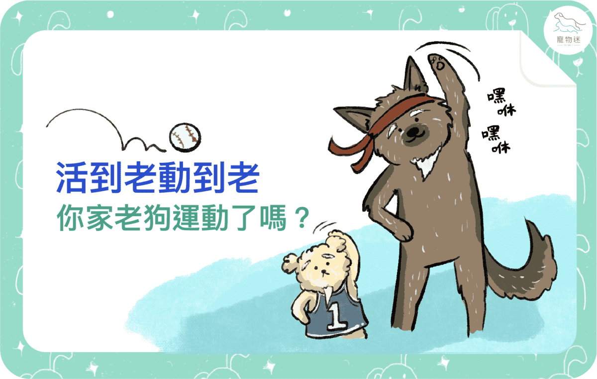 活到老動到老，3種運動幫助老狗運動！