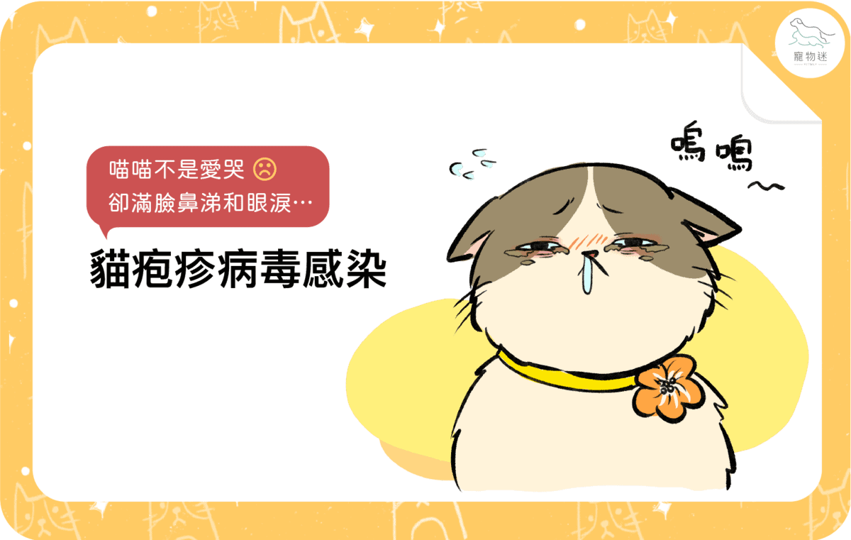 喵喵不是愛哭，卻滿臉鼻涕和眼淚… 貓疱疹病毒感染