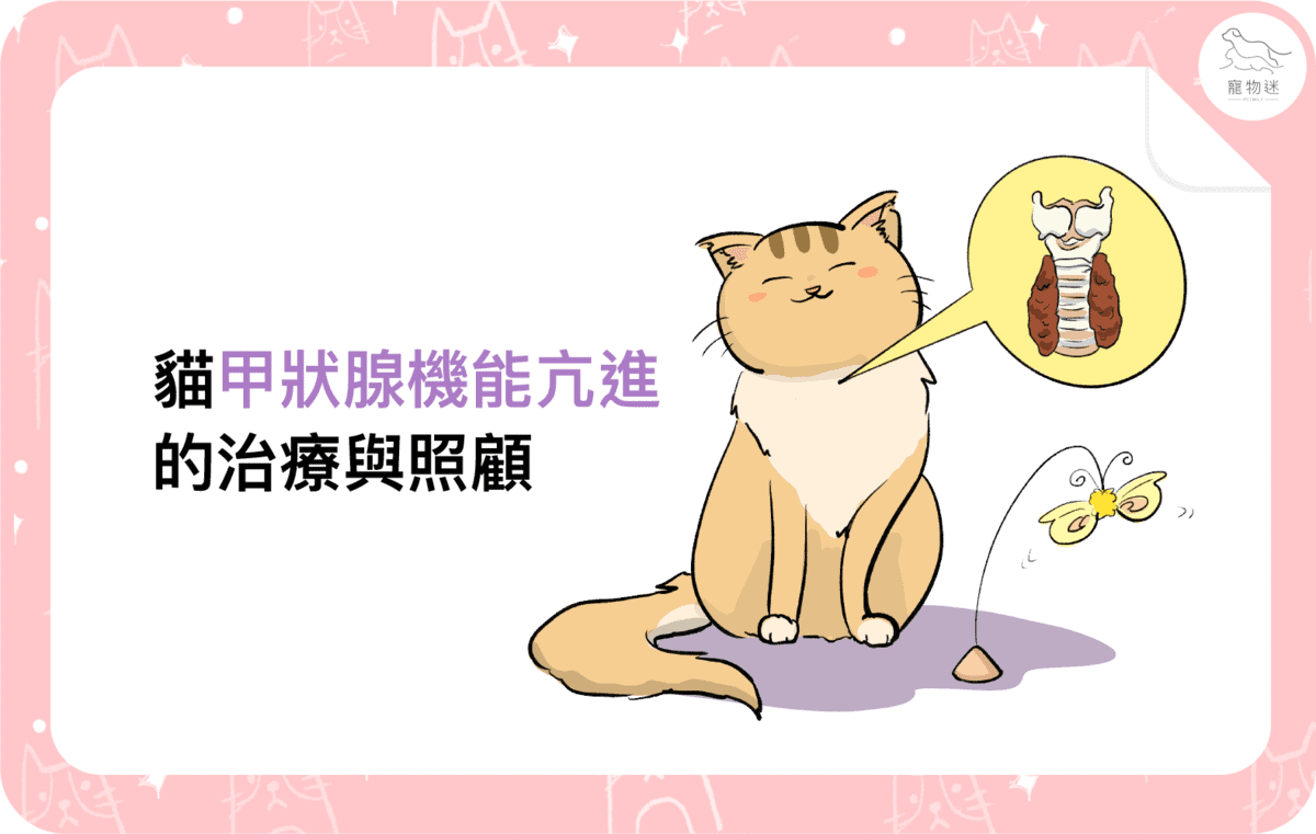 貓甲狀腺機能亢進7大症狀與3種照護方式，老貓飼主一定要知道！
