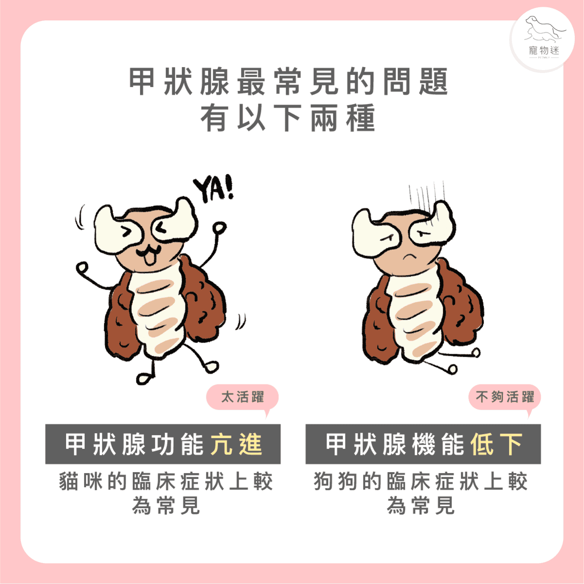 貓甲狀腺機能亢進7大症狀與3種照護方式，老貓飼主一定要知道！