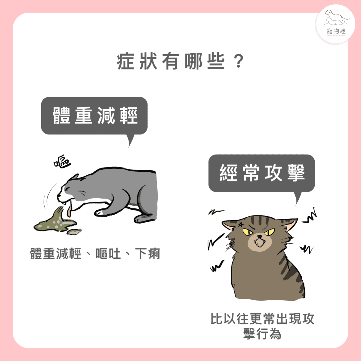 貓甲狀腺機能亢進7大症狀與3種照護方式，老貓飼主一定要知道！